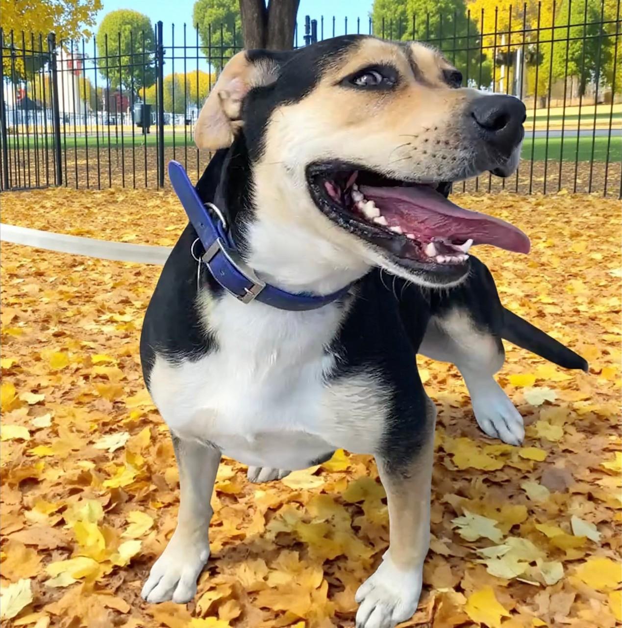 Candy, an adoptable Mixed Breed in Carson City, NV, 89702 | Photo Image 1