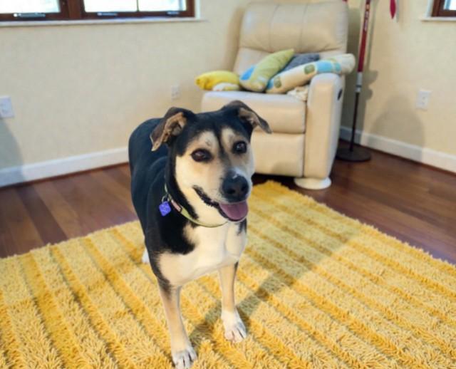 Candy, Adoptable, Adult Female Mixed Breed.