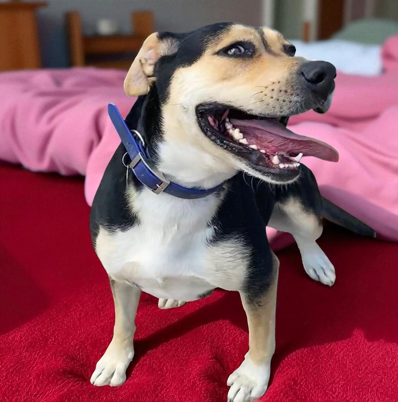 Candy, an adoptable Mixed Breed in Carson City, NV, 89702 | Photo Image 1