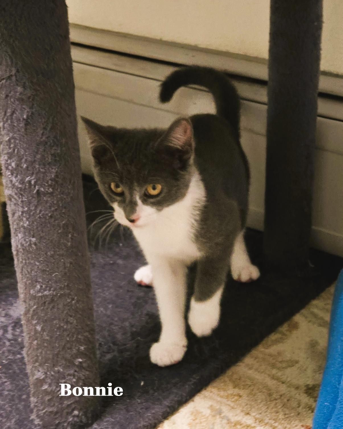 Enlarge Bonnie and Bridget, a ADOPTABLE Domestic Short Hair in Milford, CT image 4/4