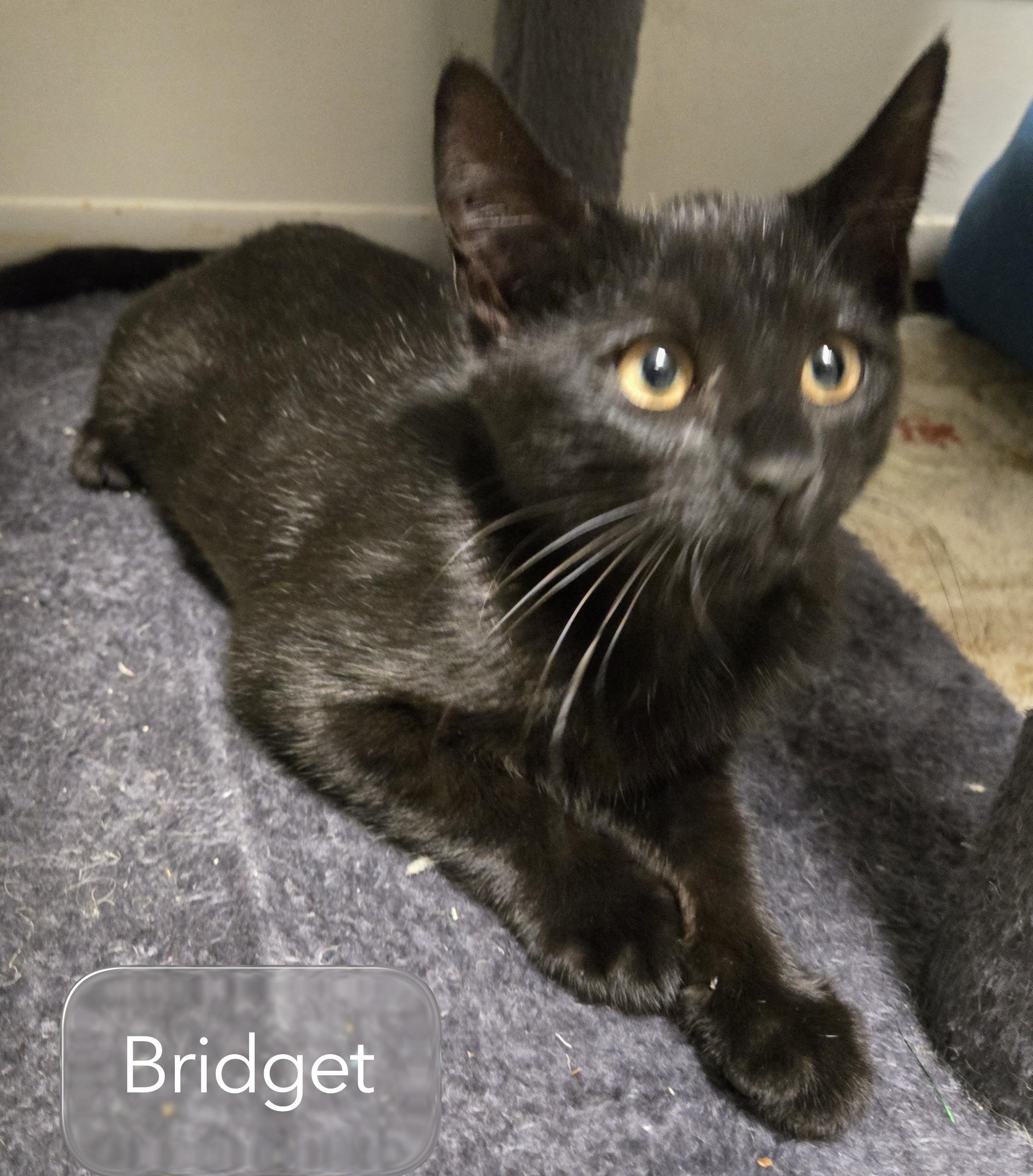 Enlarge Bonnie and Bridget, a ADOPTABLE Domestic Short Hair in Milford, CT image 2/4