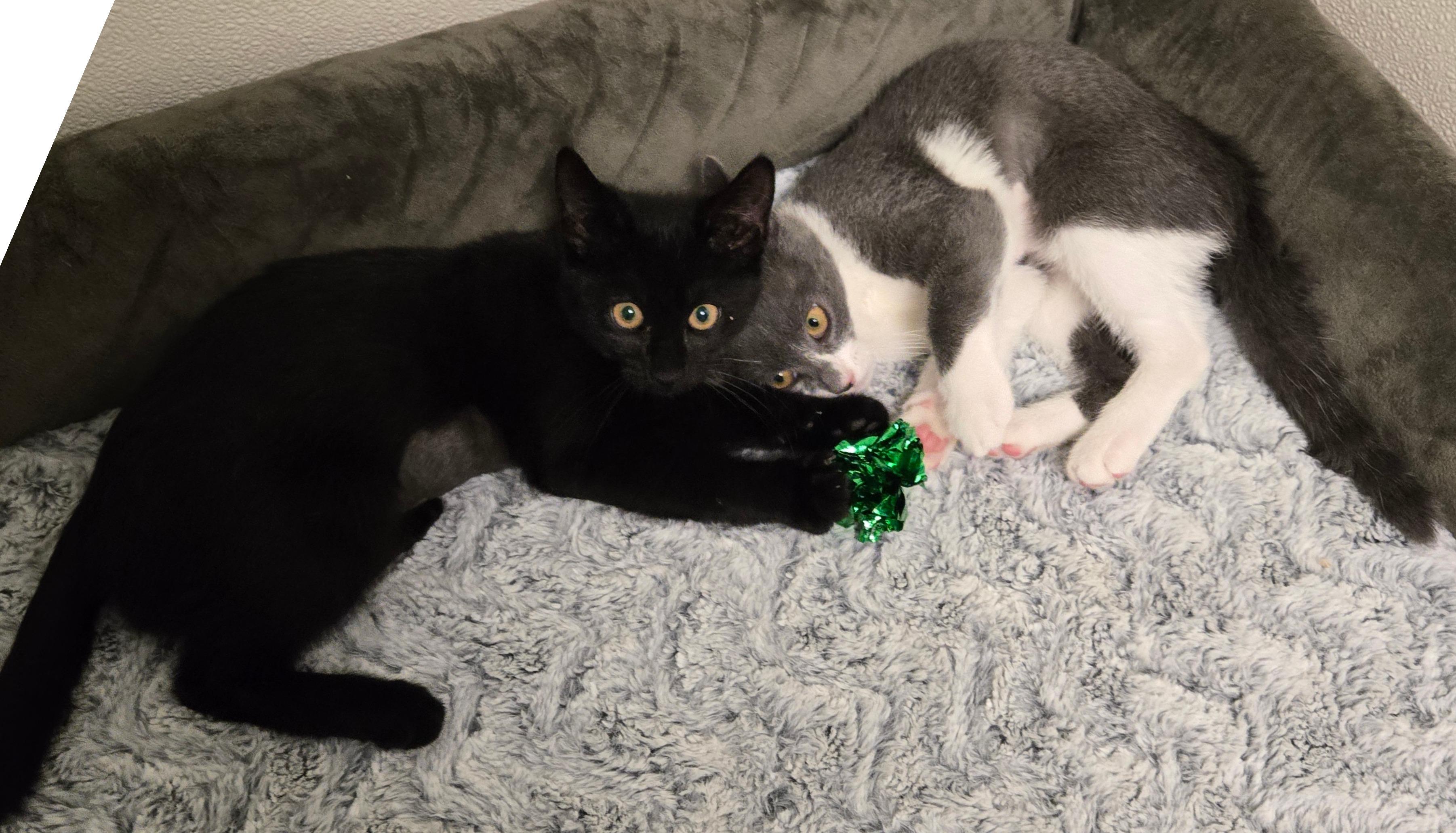 Enlarge Bonnie and Bridget, a ADOPTABLE Domestic Short Hair in Milford, CT image 1/4