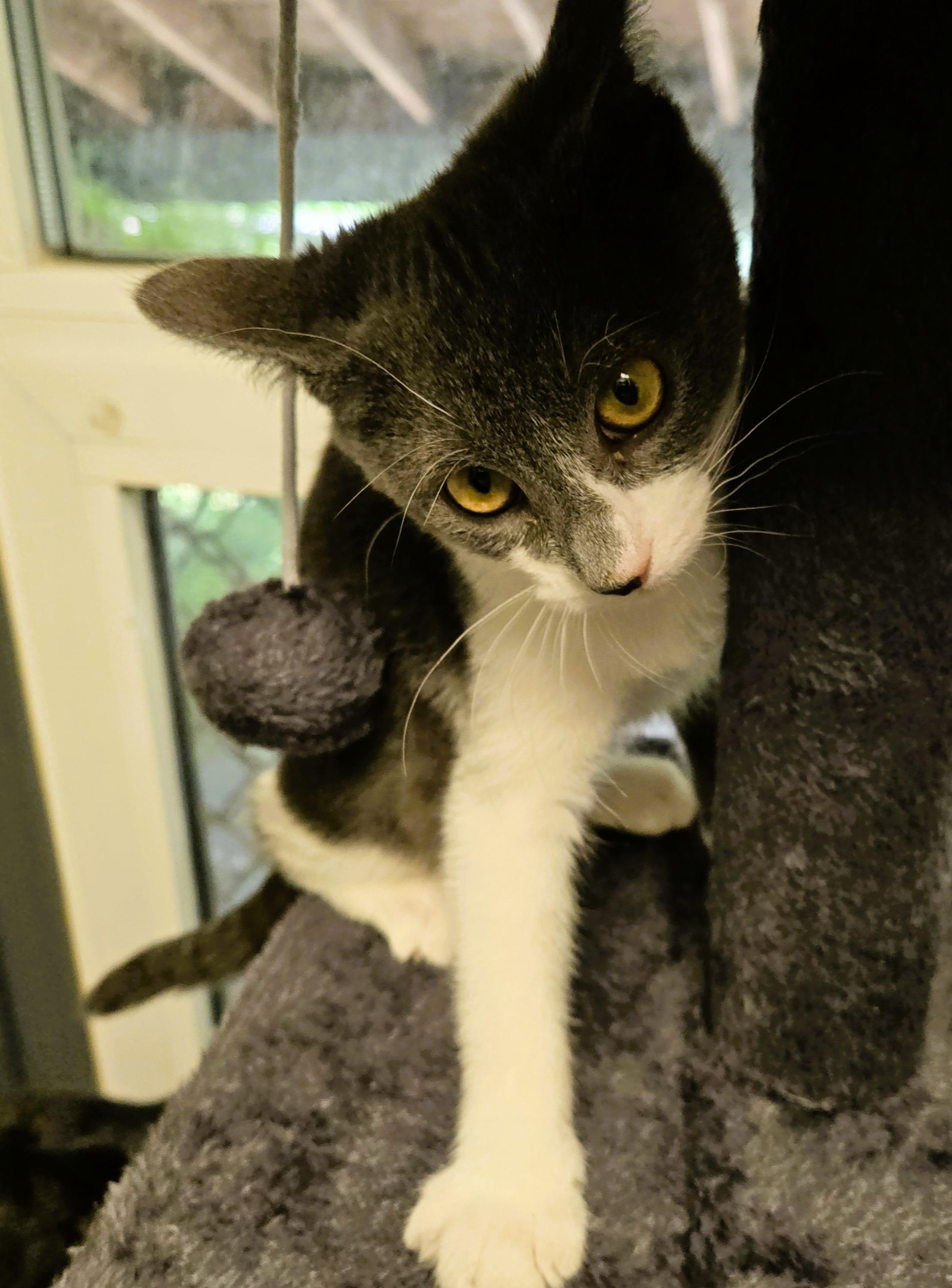 Enlarge Bonnie and Bridget, a ADOPTABLE Domestic Short Hair in Milford, CT image 3/4