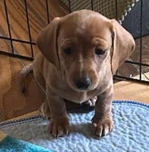 Enlarge FAITH BUG, a Adoptable Miniature Dachshund in Georgetown, KY image 1/1