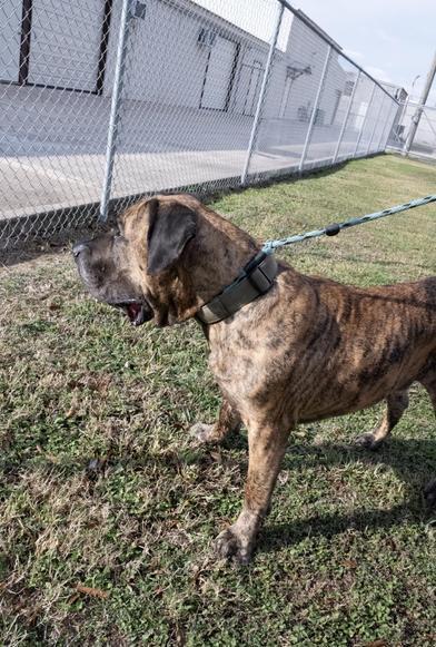 MELLOW MURDOCH — thumbnail 4