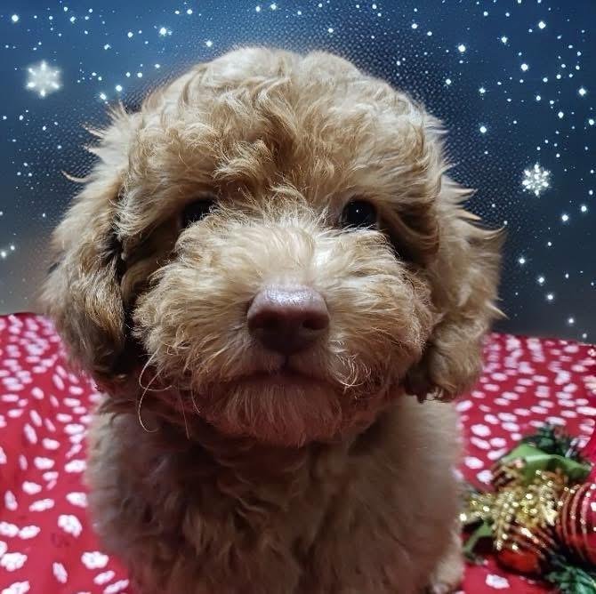 Enlarge Noelle, an adopted mixed breed in Mahopac, NY image 1/3