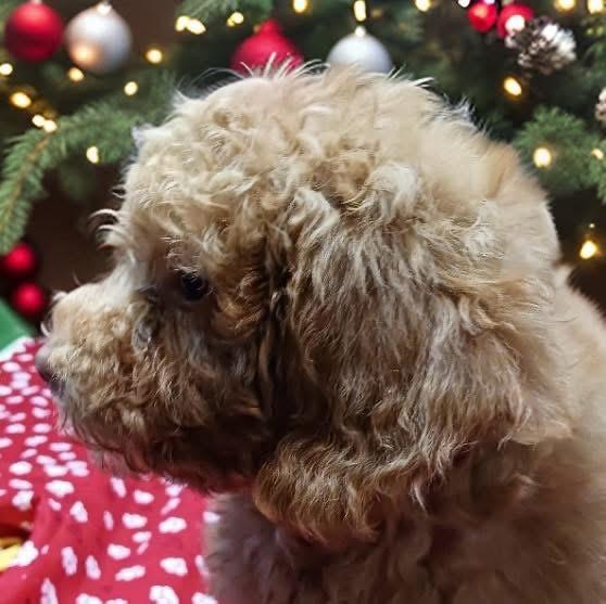 Enlarge Noelle, an adopted mixed breed in Mahopac, NY image 2/3