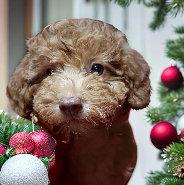 Enlarge Noelle, an adopted mixed breed in Mahopac, NY image 3/3