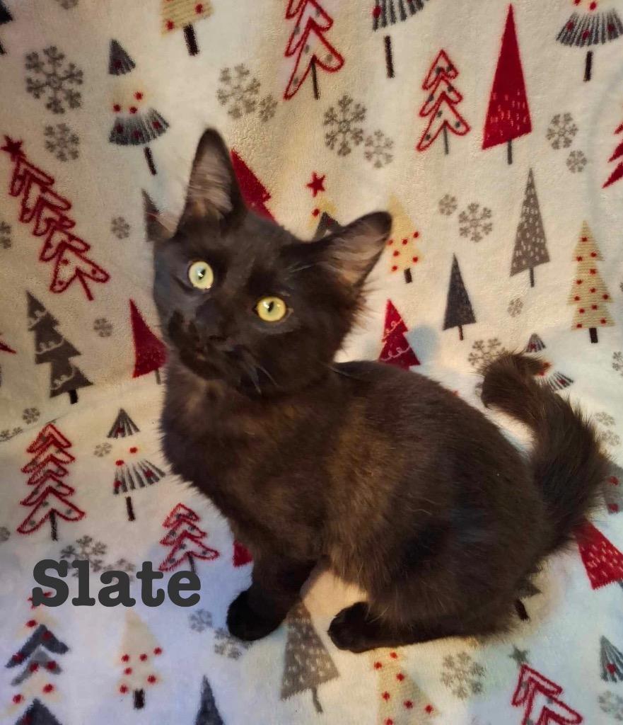 Enlarge SLATE, a Adoptable mixed breed in Wintersville, OH image 1/2