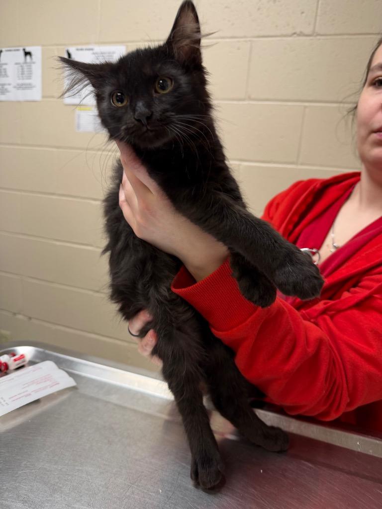 Enlarge SLATE, a Adoptable mixed breed in Wintersville, OH image 2/2