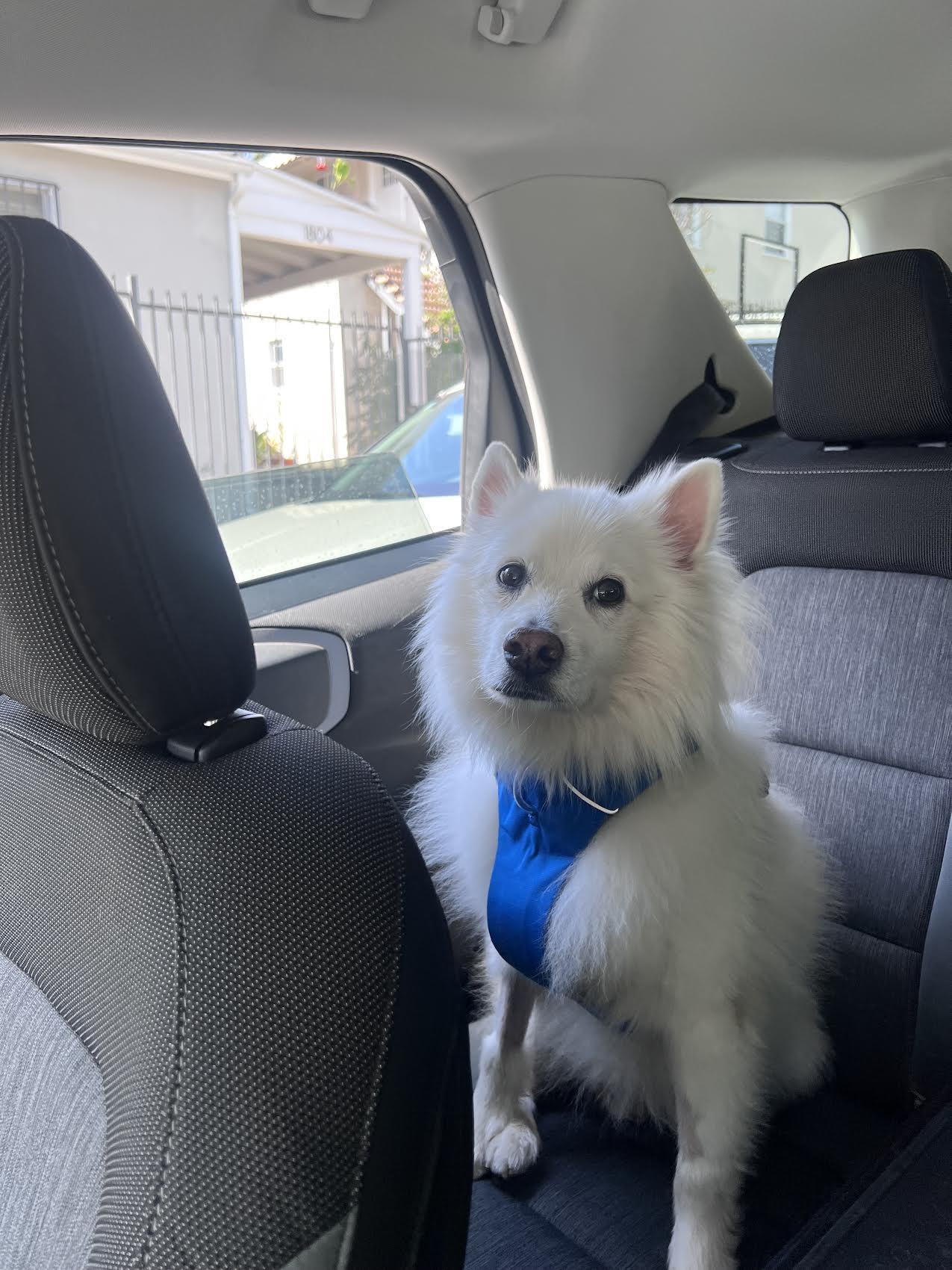 Rudy of Los Angeles, a Adoptable American Eskimo Dog in Los Angeles, CA image 1/3