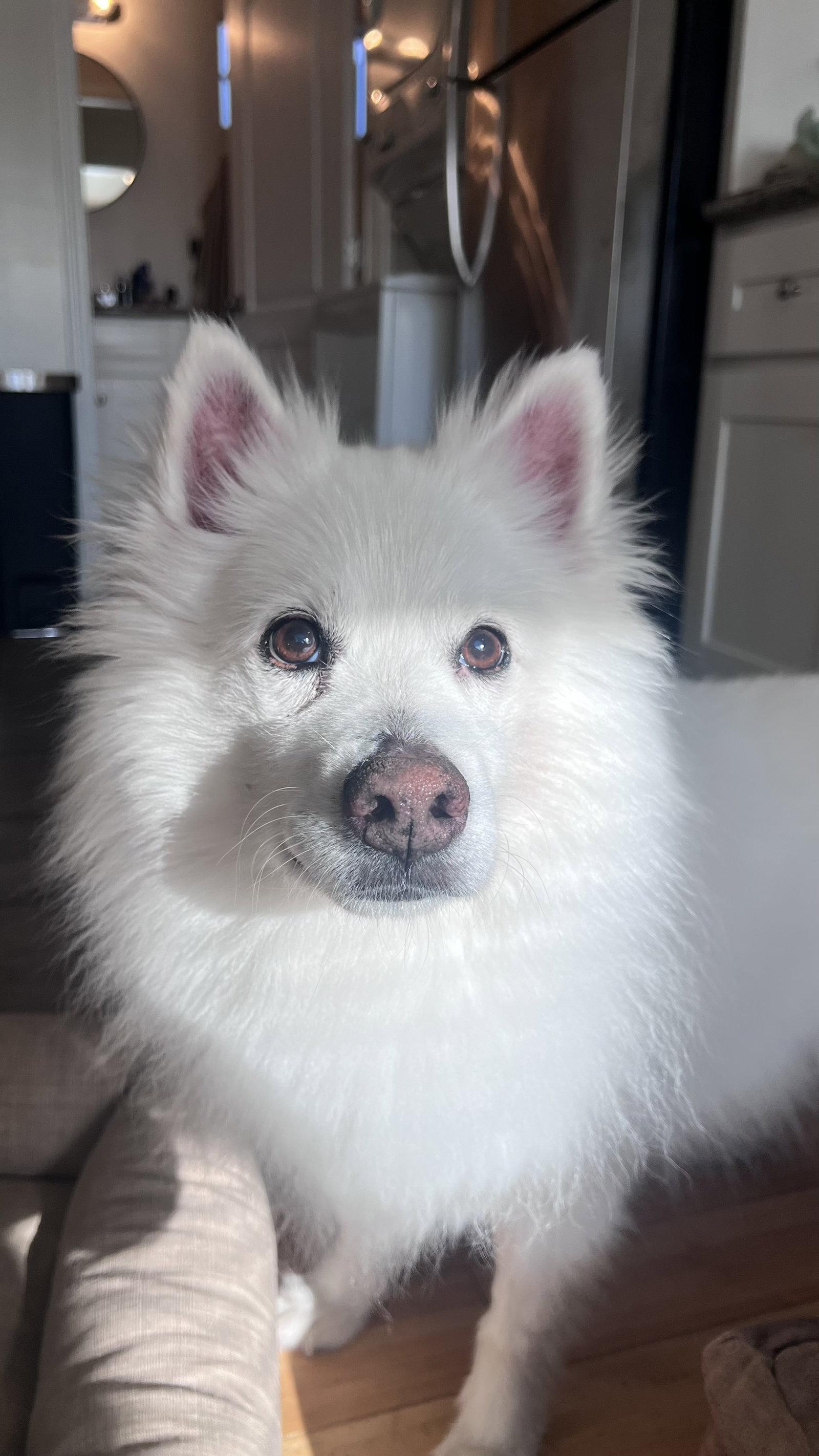 Rudy of Los Angeles, a Adoptable American Eskimo Dog in Los Angeles, CA image 2/3