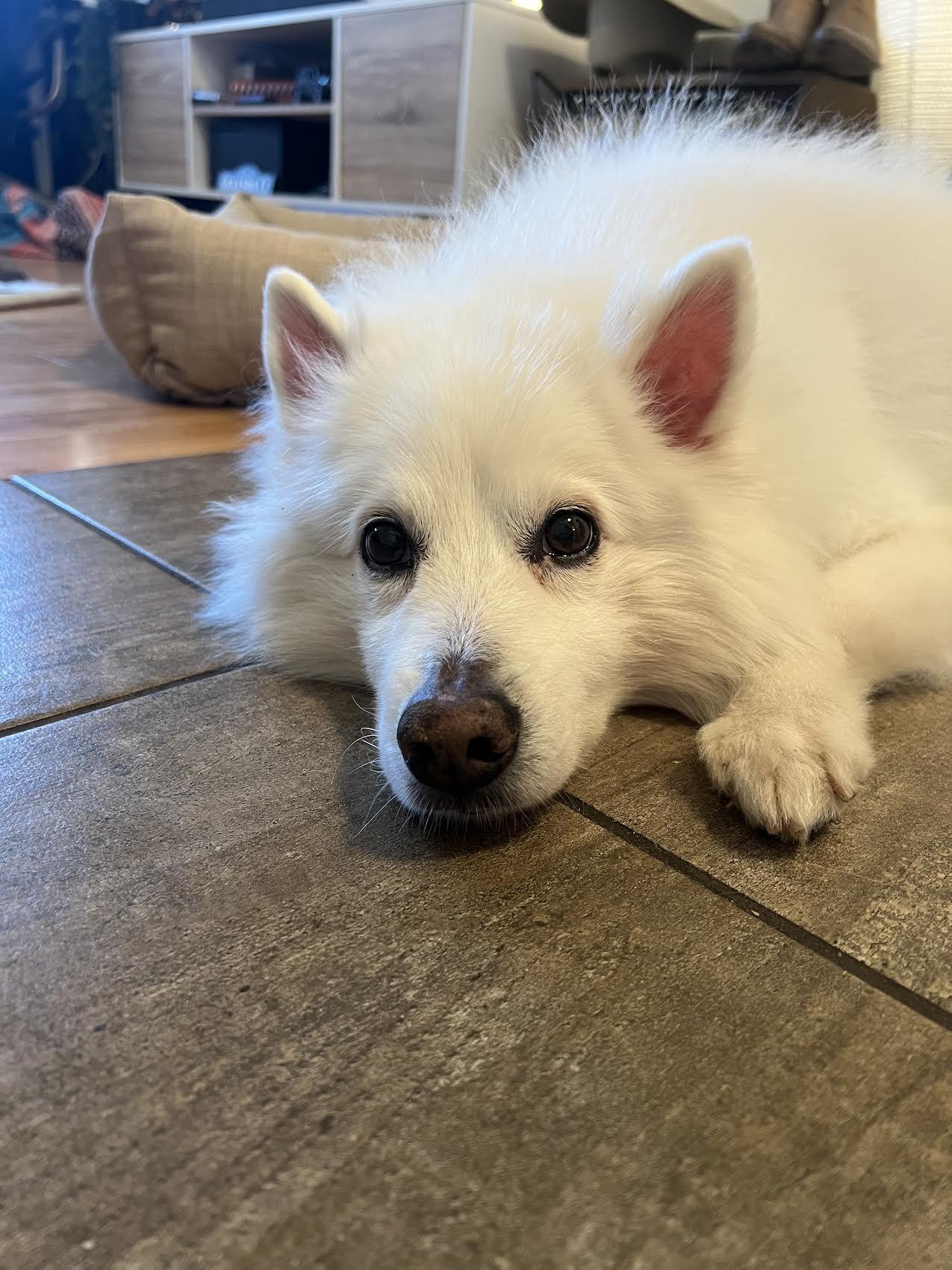Rudy of Los Angeles, a Adoptable American Eskimo Dog in Los Angeles, CA image 3/3