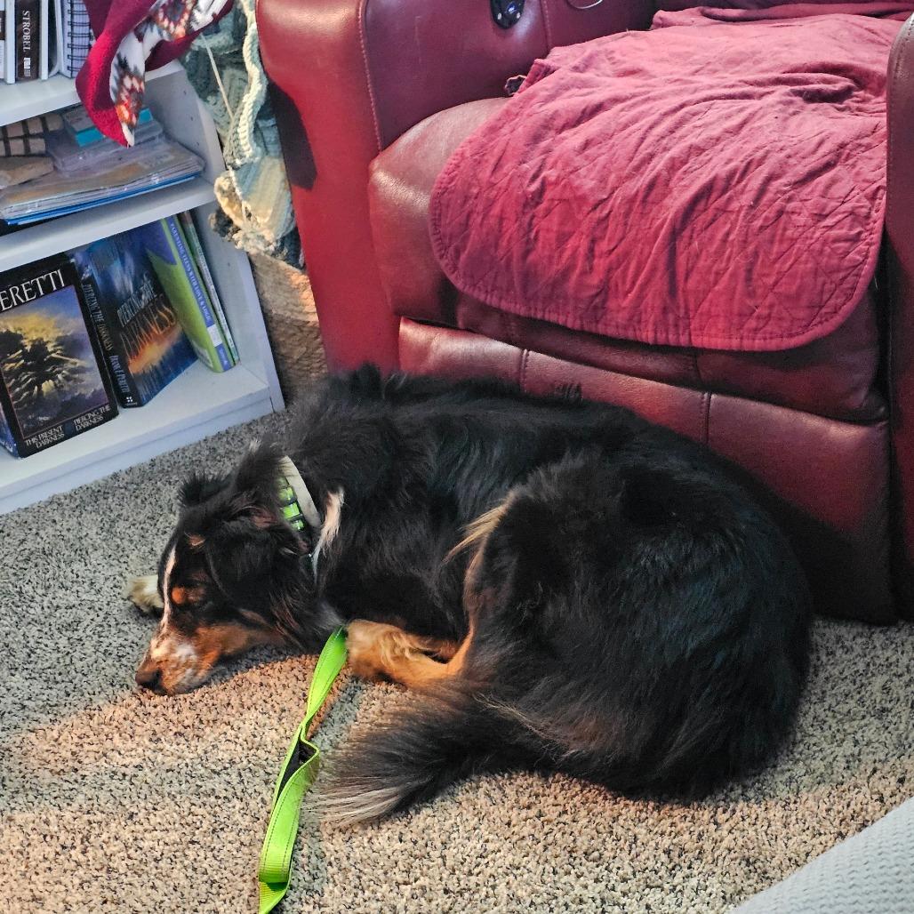 Enlarge Esther, a Adoptable Australian Shepherd in Newton, IA image 1/1