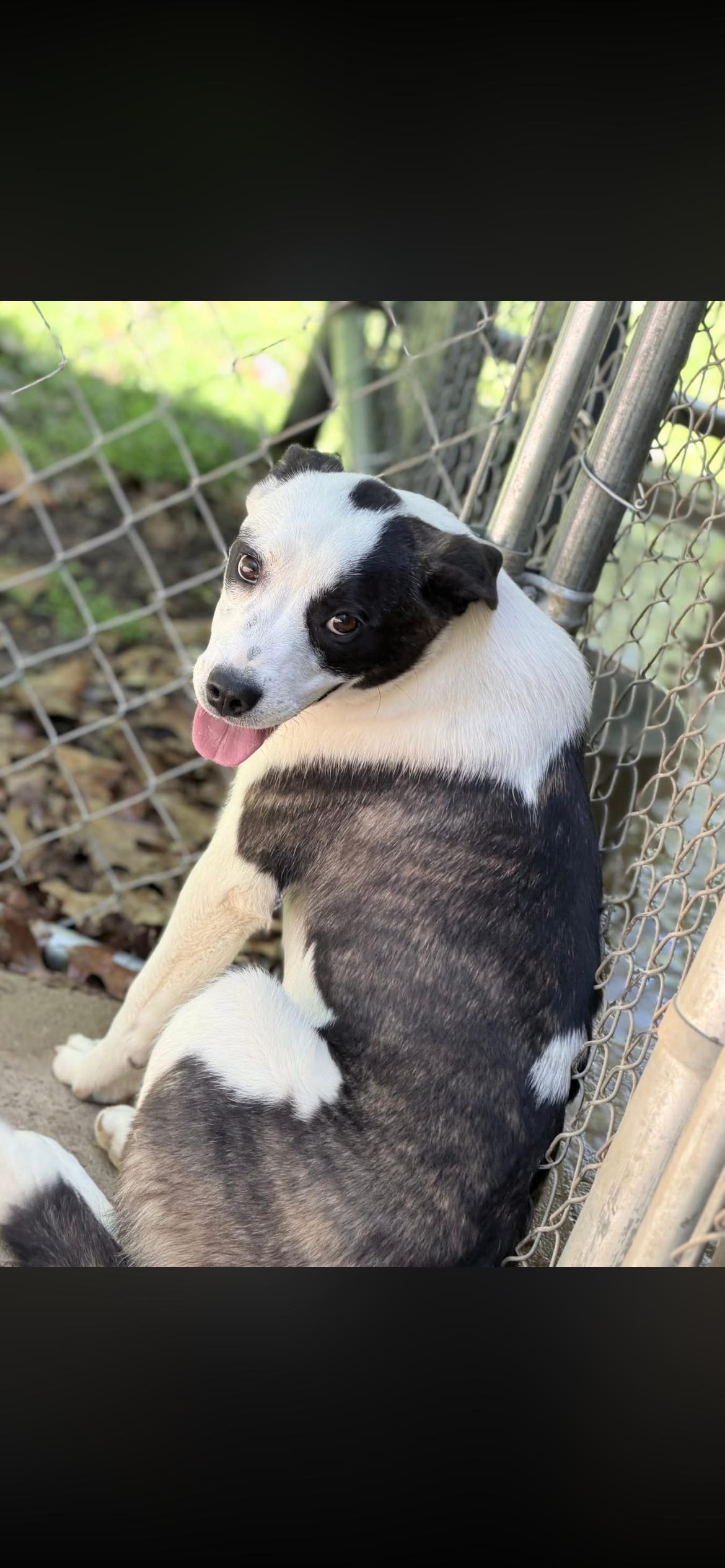 Enlarge Violet, a Adoptable mixed breed in Horseshoe Bend, AR image 2/2