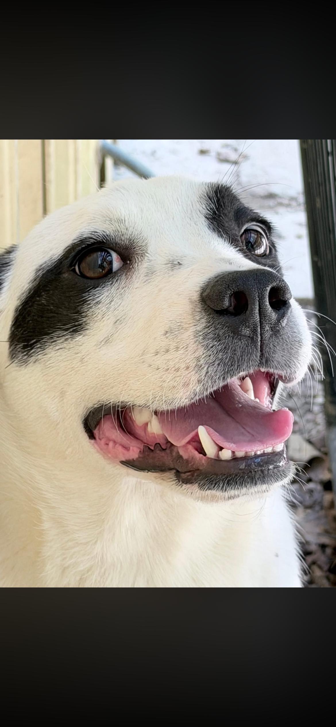 Violet, Adoptable, Young Female Terrier.