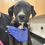 Rigatoni, Adoptable, Puppy Female Labrador Retriever & Mixed Breed.