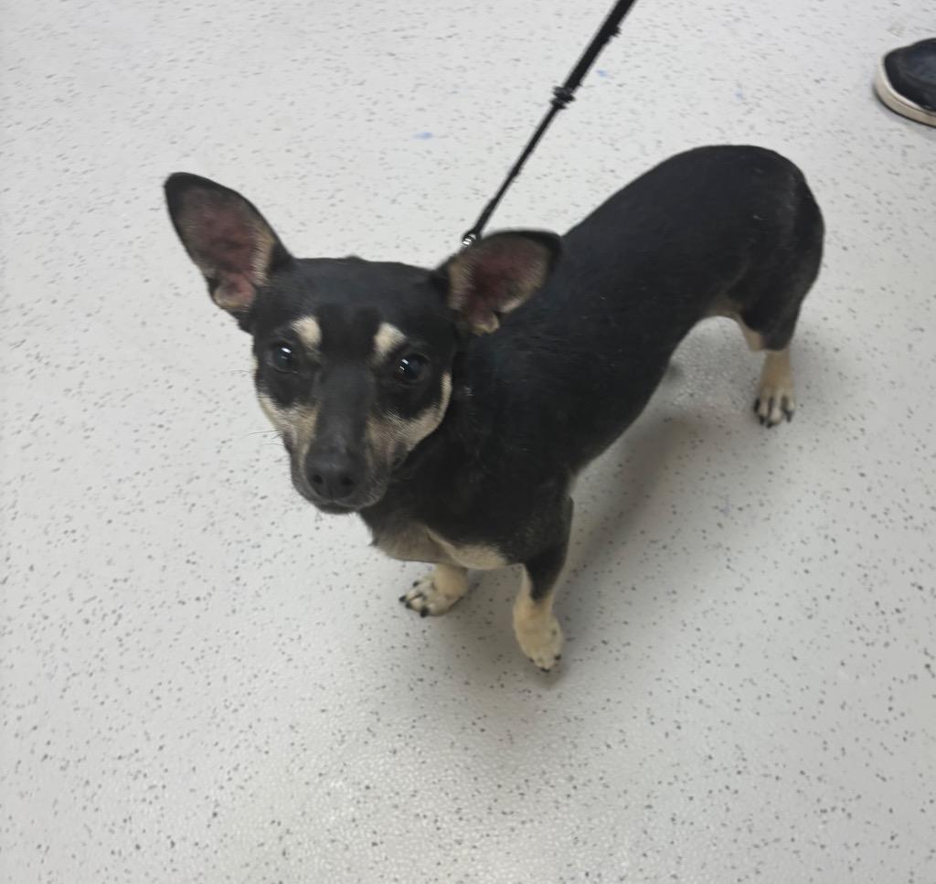 Enlarge Alex, a Adoptable Chihuahua in Little Rock, AR image 1/1