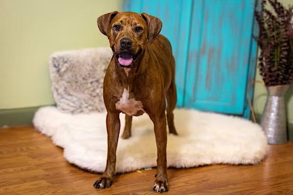 Boxer Ridgeback Rescue Dogs Dog for adoption - Penny, a Rhodesian Ridgeback & Boxer Mix in Staunton ...