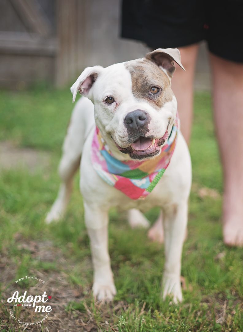 LadyBug, a Adoptable American Staffordshire Terrier image 1/6
