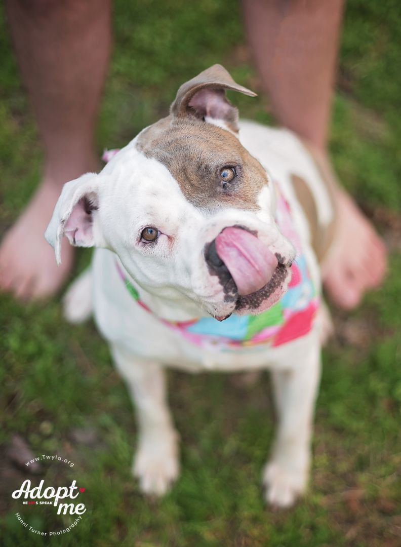 LadyBug, a Adoptable American Staffordshire Terrier image 2/6