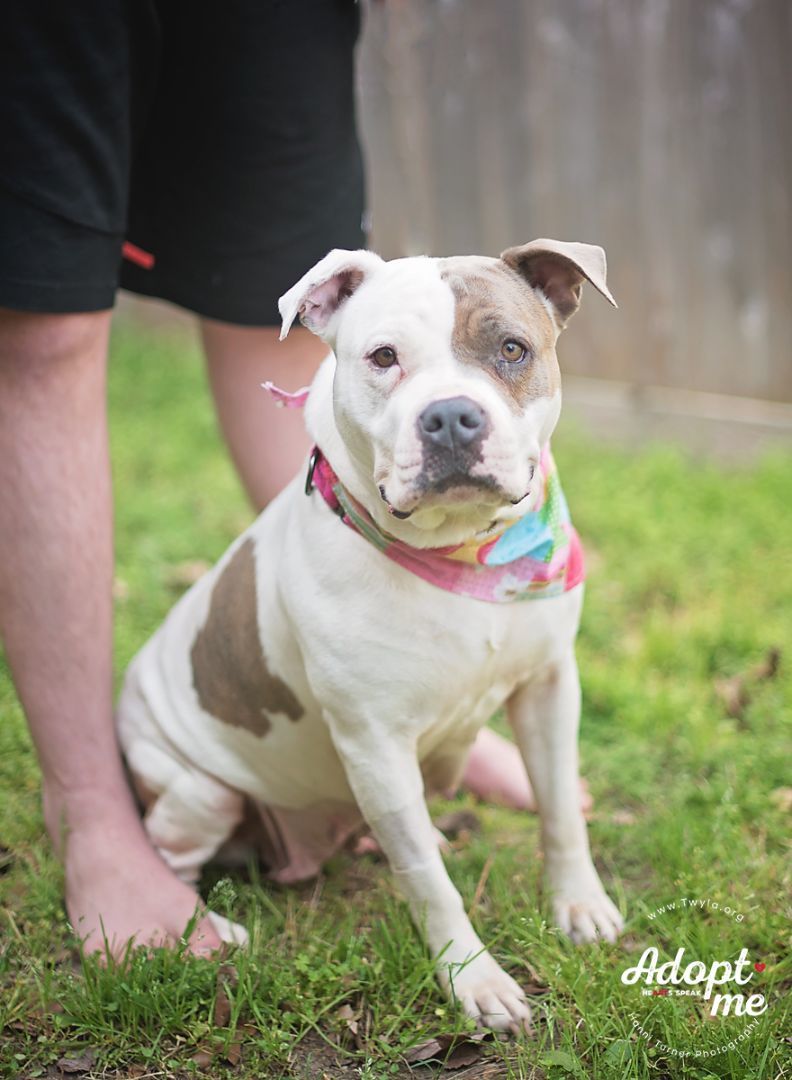 LadyBug, a Adoptable American Staffordshire Terrier image 3/6