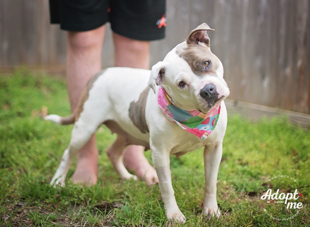 LadyBug, a Adoptable American Staffordshire Terrier image 4/6
