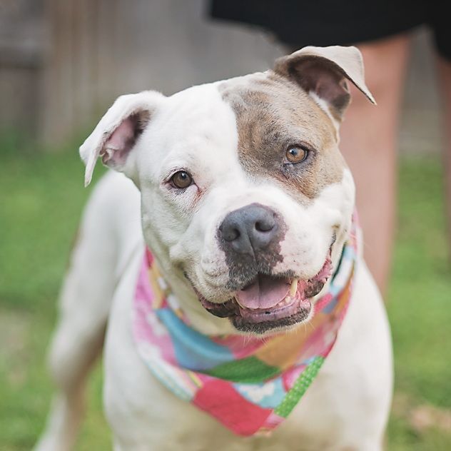 LadyBug, a Adoptable American Staffordshire Terrier image 5/6