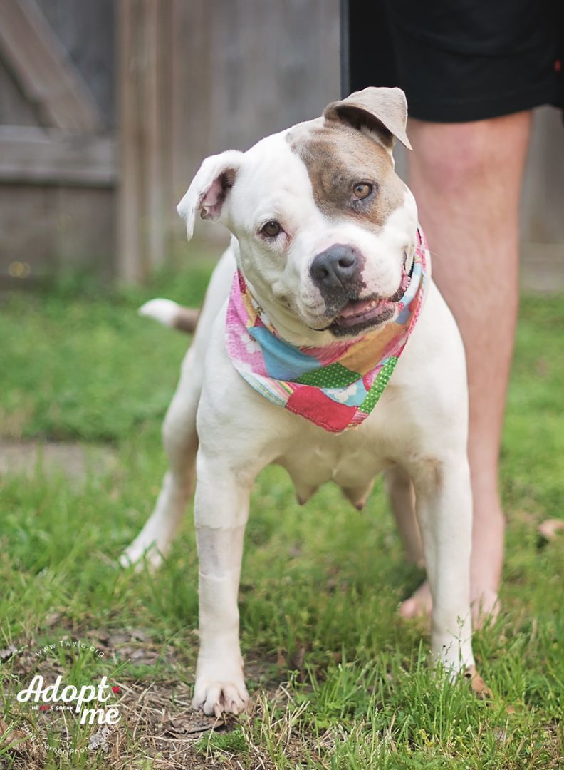 LadyBug, a Adoptable American Staffordshire Terrier image 6/6