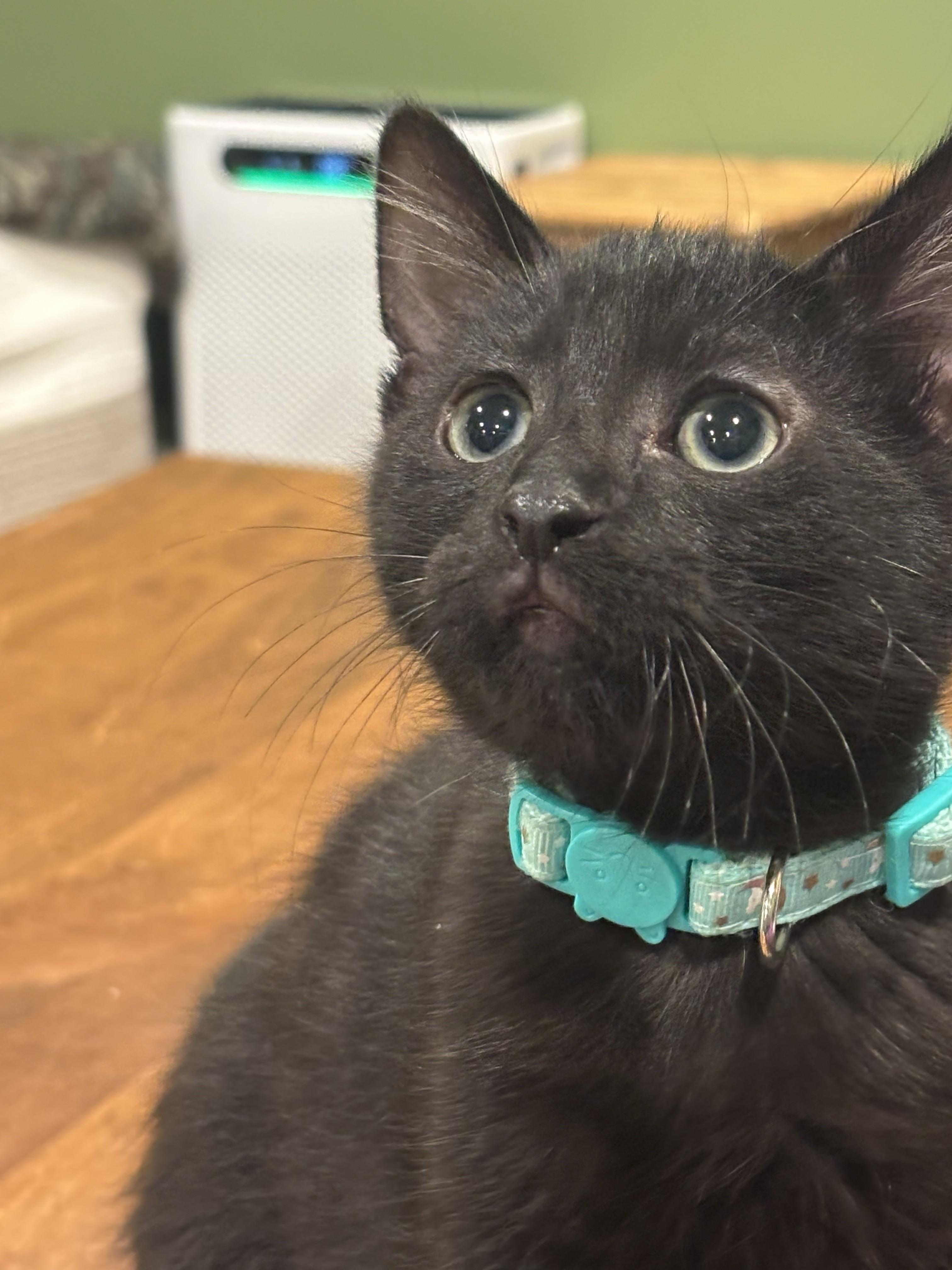 Enlarge Alexis 1, a Adoptable Domestic Short Hair in Plainville, MA image 3/5