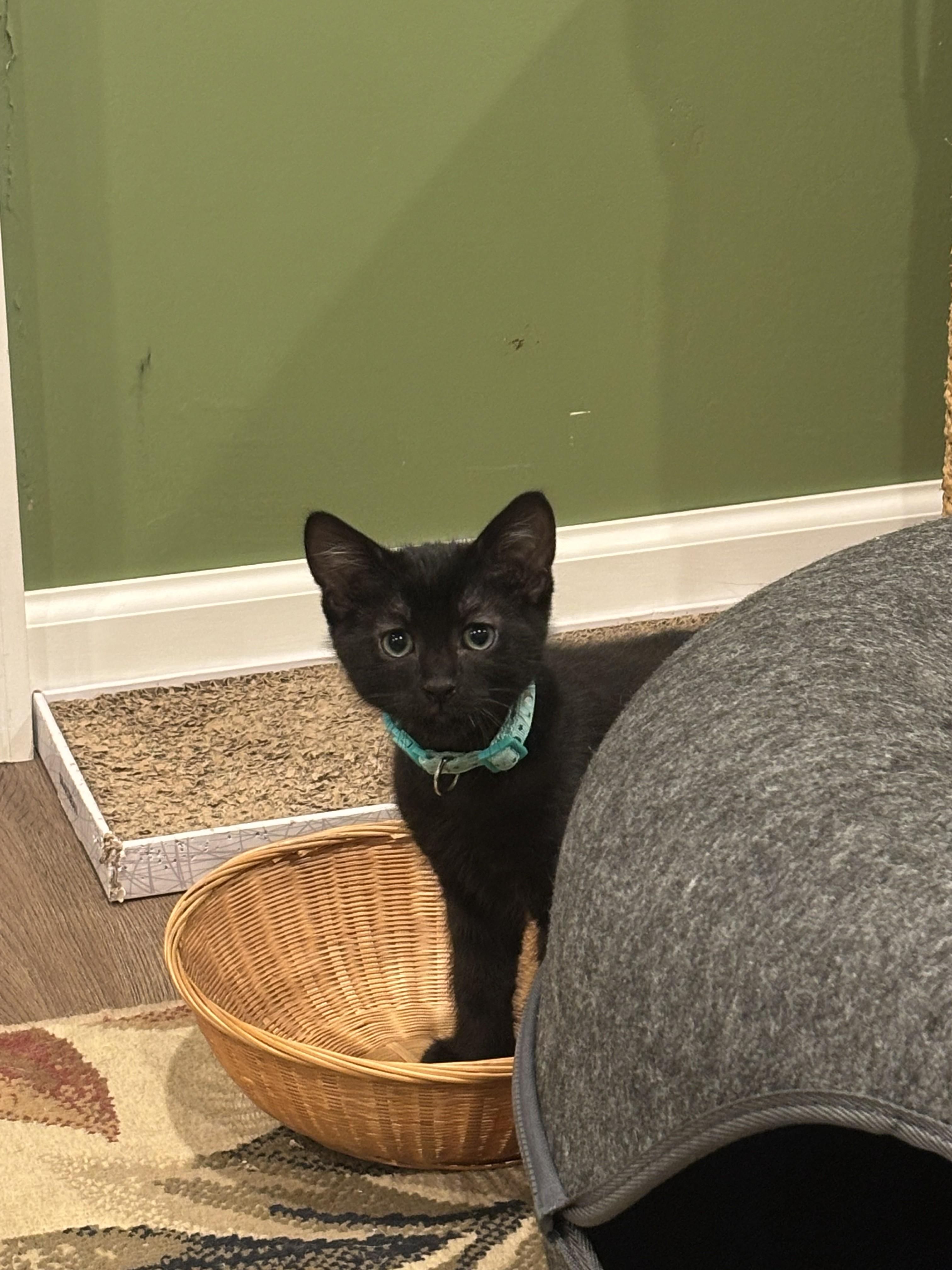 Enlarge Alexis 1, a Adoptable Domestic Short Hair in Plainville, MA image 2/5