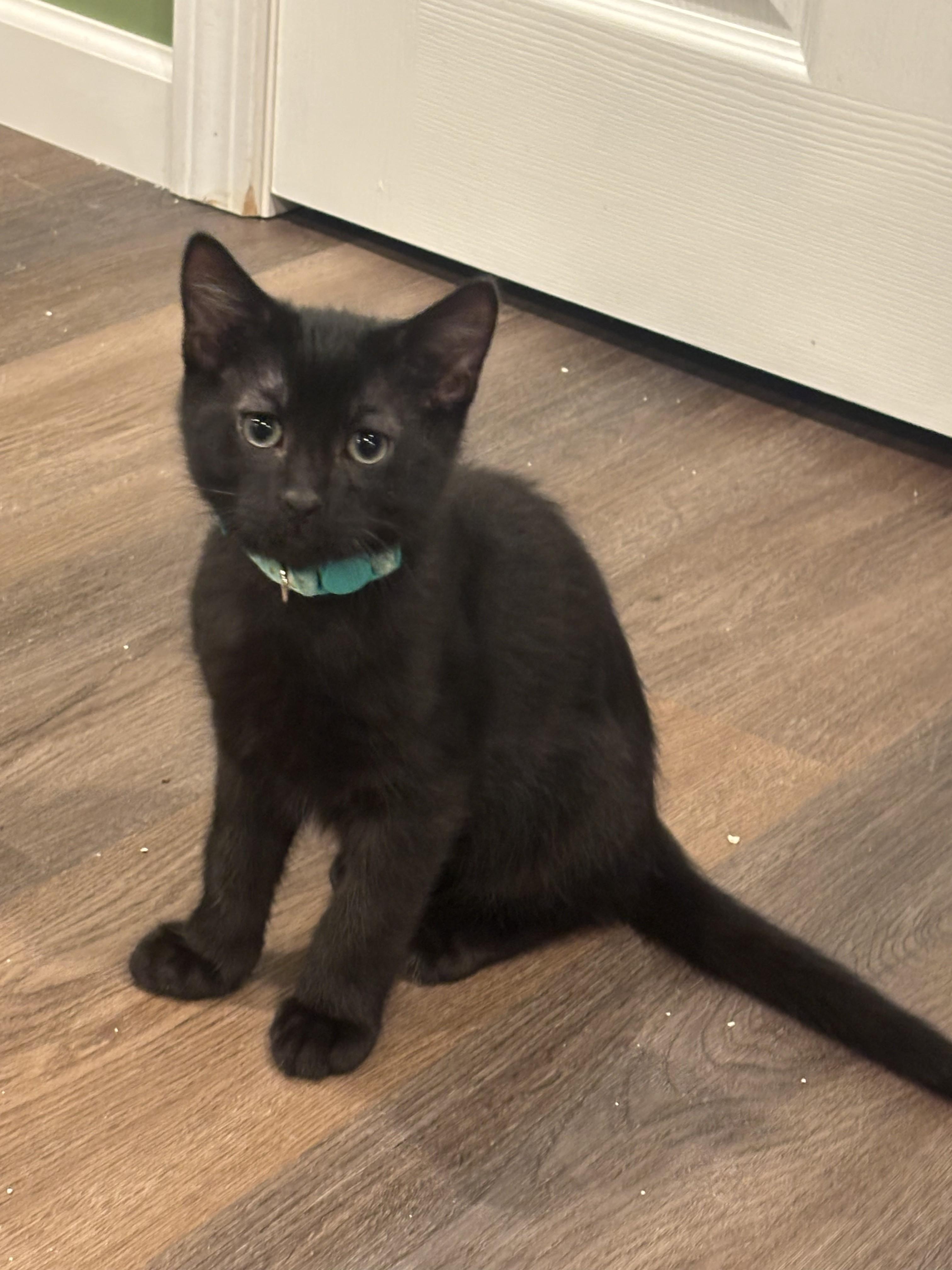 Enlarge Alexis 1, a Adoptable Domestic Short Hair in Plainville, MA image 4/5