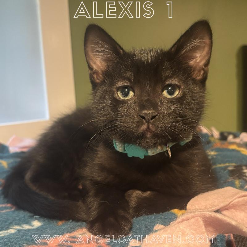 Alexis 1, Adoptable, Kitten Male Domestic Short Hair.