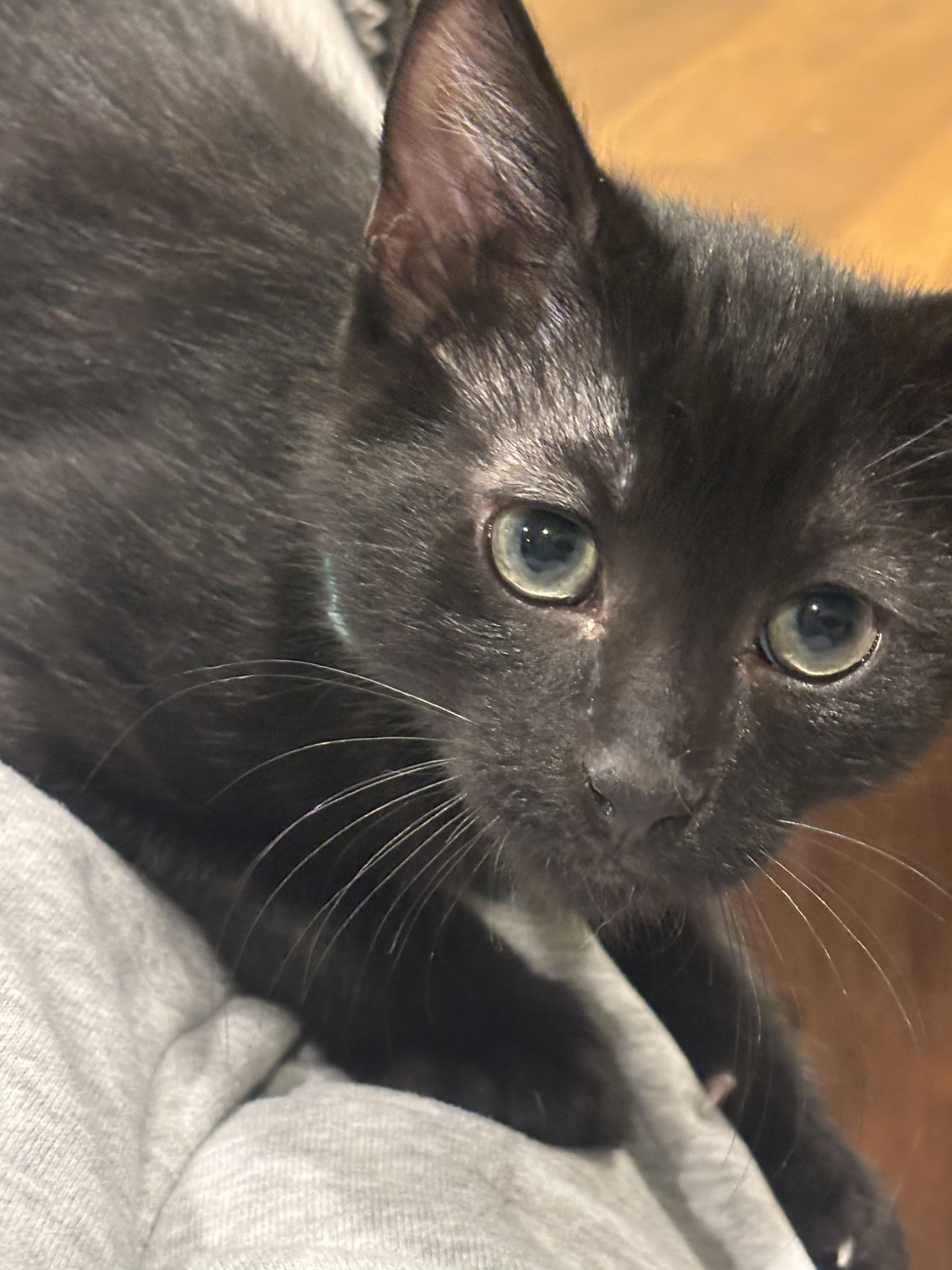 Enlarge Alexis 1, a Adoptable Domestic Short Hair in Plainville, MA image 5/5