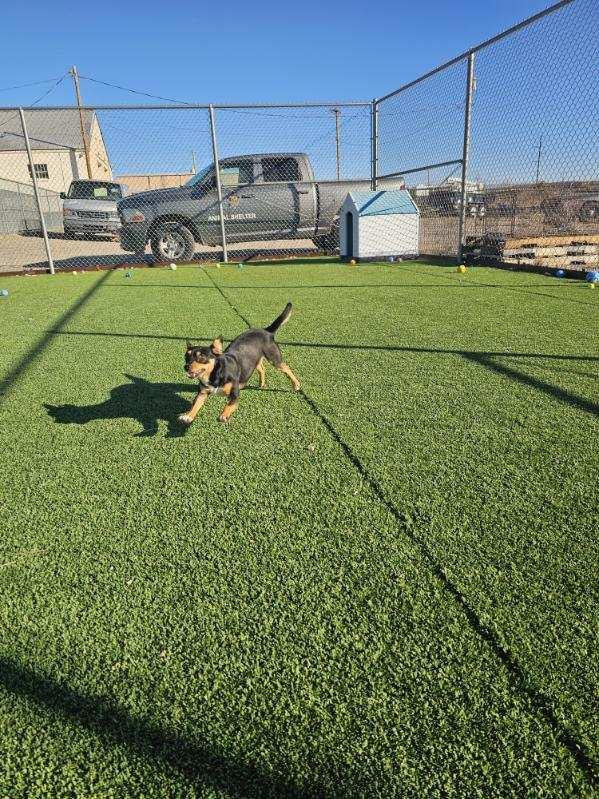 Enlarge Ravenpaw, a ADOPTABLE mixed breed in Truth or Consequences , NM image 4/6