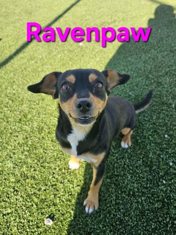 Ravenpaw, ADOPTABLE, Young Female Chihuahua & Dachshund.