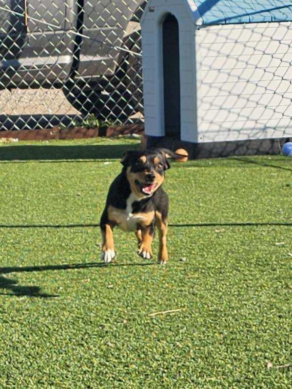 Enlarge Ravenpaw, a ADOPTABLE mixed breed in Truth or Consequences , NM image 5/6