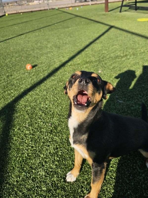 Enlarge Ravenpaw, a ADOPTABLE mixed breed in Truth or Consequences , NM image 2/6