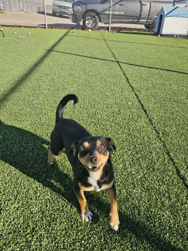 Enlarge Ravenpaw, a ADOPTABLE mixed breed in Truth or Consequences , NM image 6/6