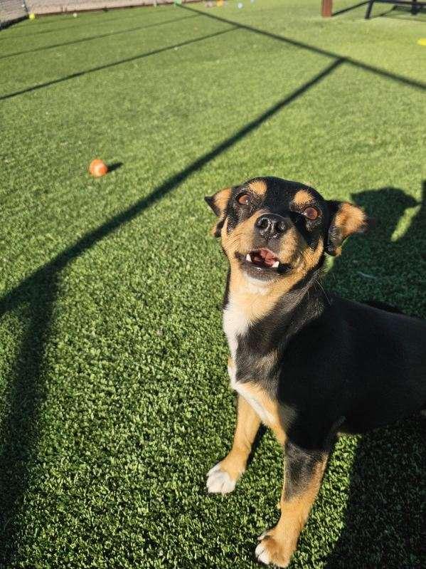 Enlarge Ravenpaw, a ADOPTABLE mixed breed in Truth or Consequences , NM image 3/6