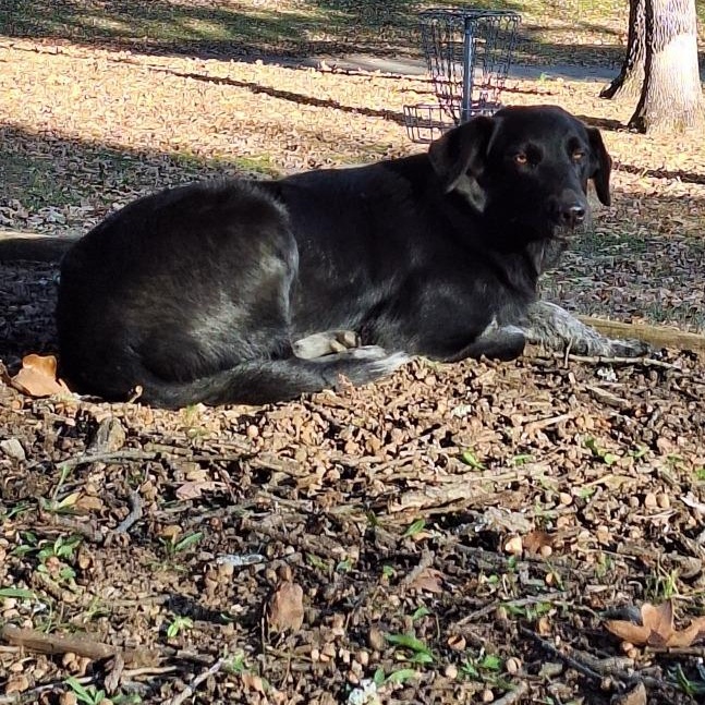 Mavis, ADOPTABLE, Adult Female Border Collie.