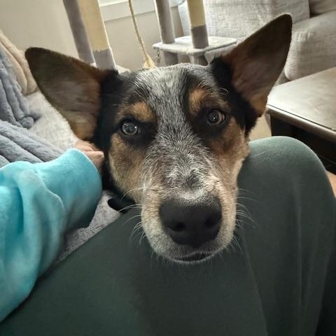 Enlarge Banjo, a Adoptable Australian Cattle Dog / Blue Heeler in Hempstead, NY image 2/6