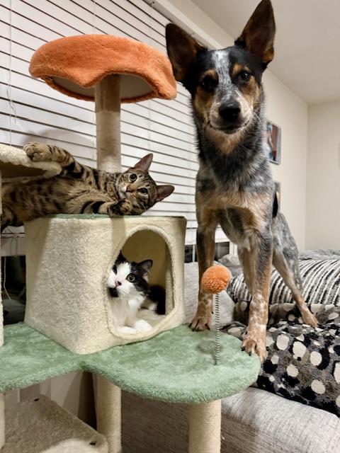 Enlarge Banjo, a Adoptable Australian Cattle Dog / Blue Heeler in Hempstead, NY image 4/6