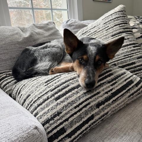 Enlarge Banjo, a Adoptable Australian Cattle Dog / Blue Heeler in Hempstead, NY image 6/6