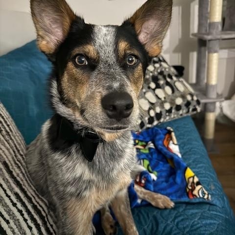 Enlarge Banjo, a Adoptable Australian Cattle Dog / Blue Heeler in Hempstead, NY image 3/6