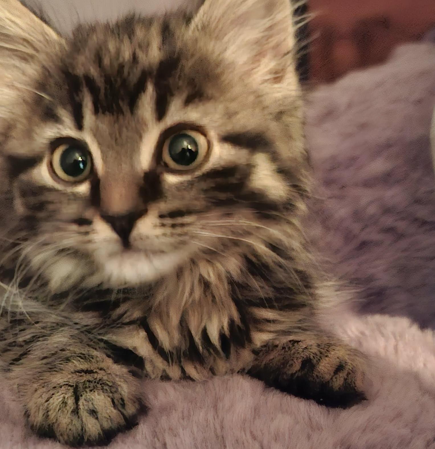 Tartine - 11000 (FA/FF), Adoptable, Kitten Female Domestic Medium Hair.