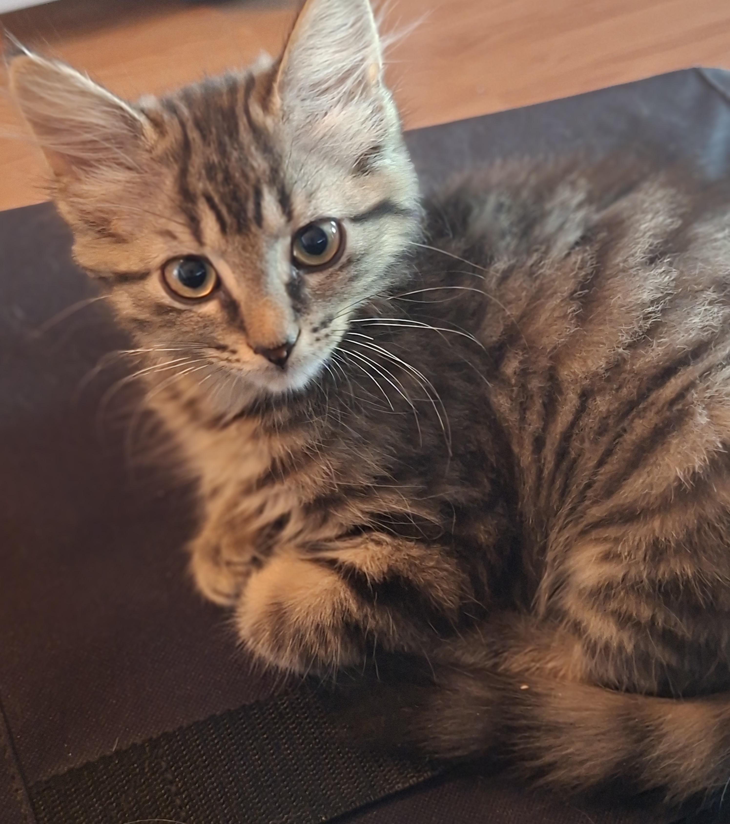 Enlarge Tartine - 11000 (FA/FF), a Adoptable Domestic Medium Hair in Sainte-Angele-de-Monnoir, QC image 2/2