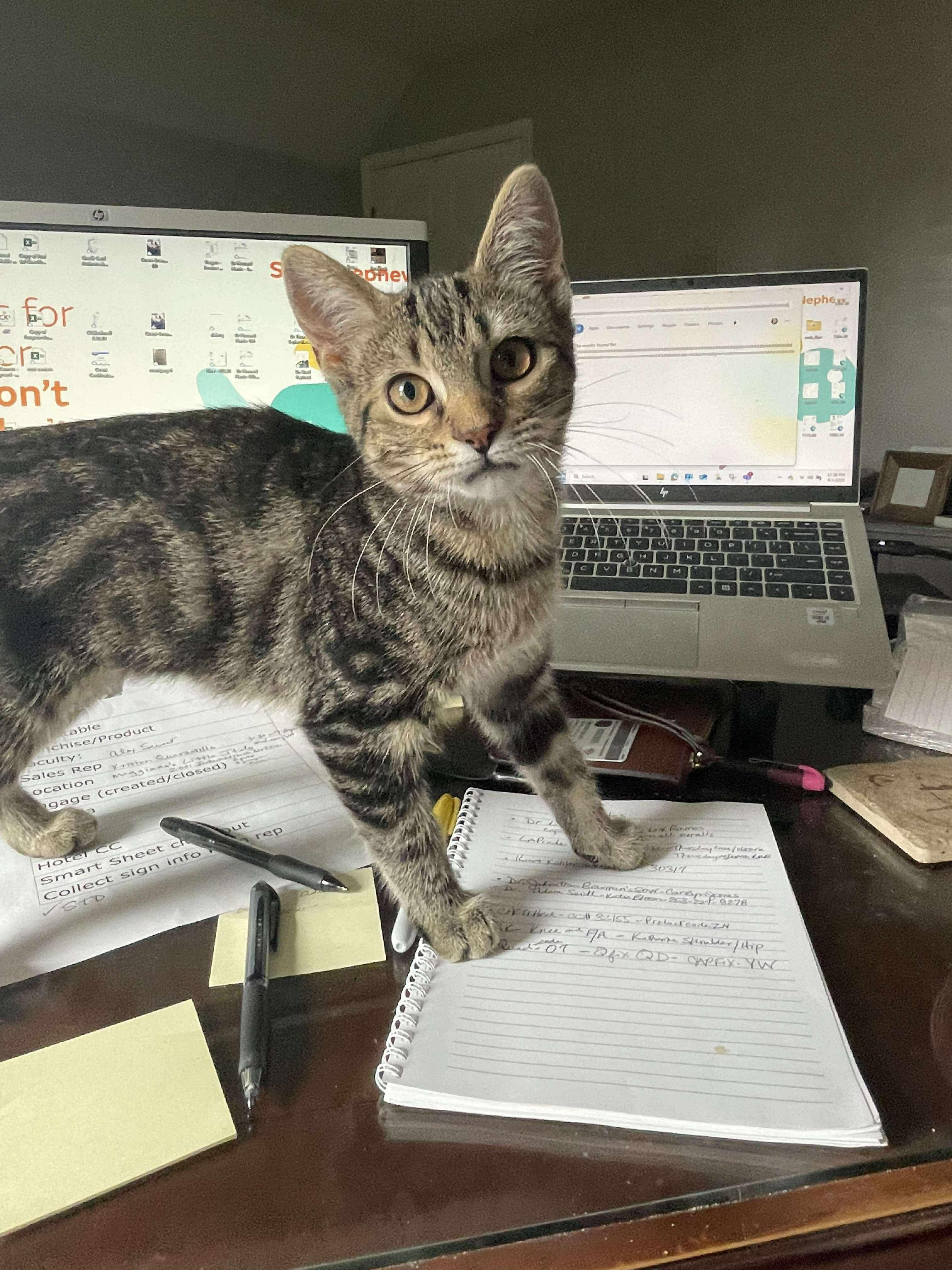 Enlarge Stella (Bev-fostered in New England), a Adoptable mixed breed in Warwick, RI image 6/6