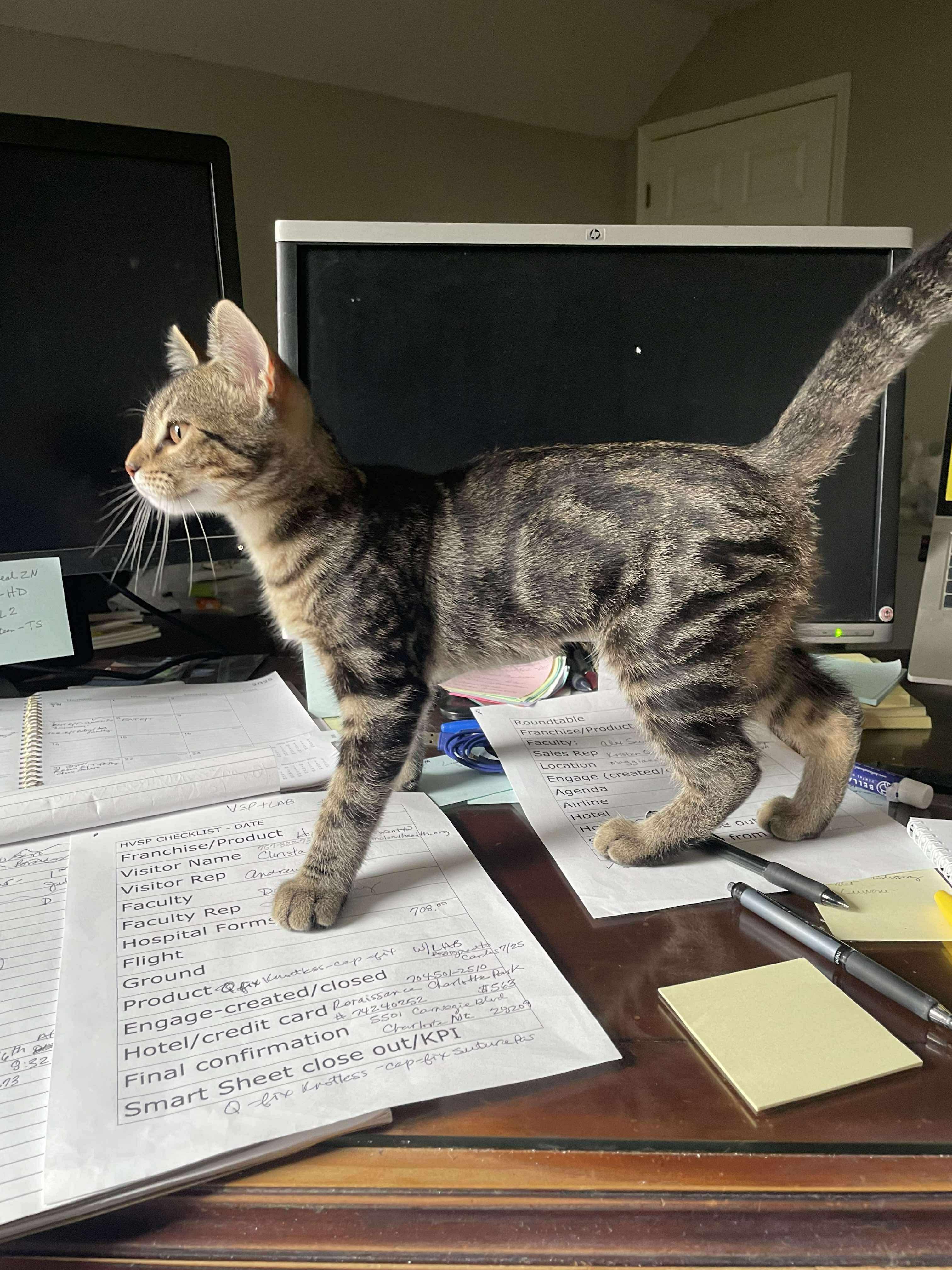 Stella (Bonnie-fostered in TN), Baby Female unknown
