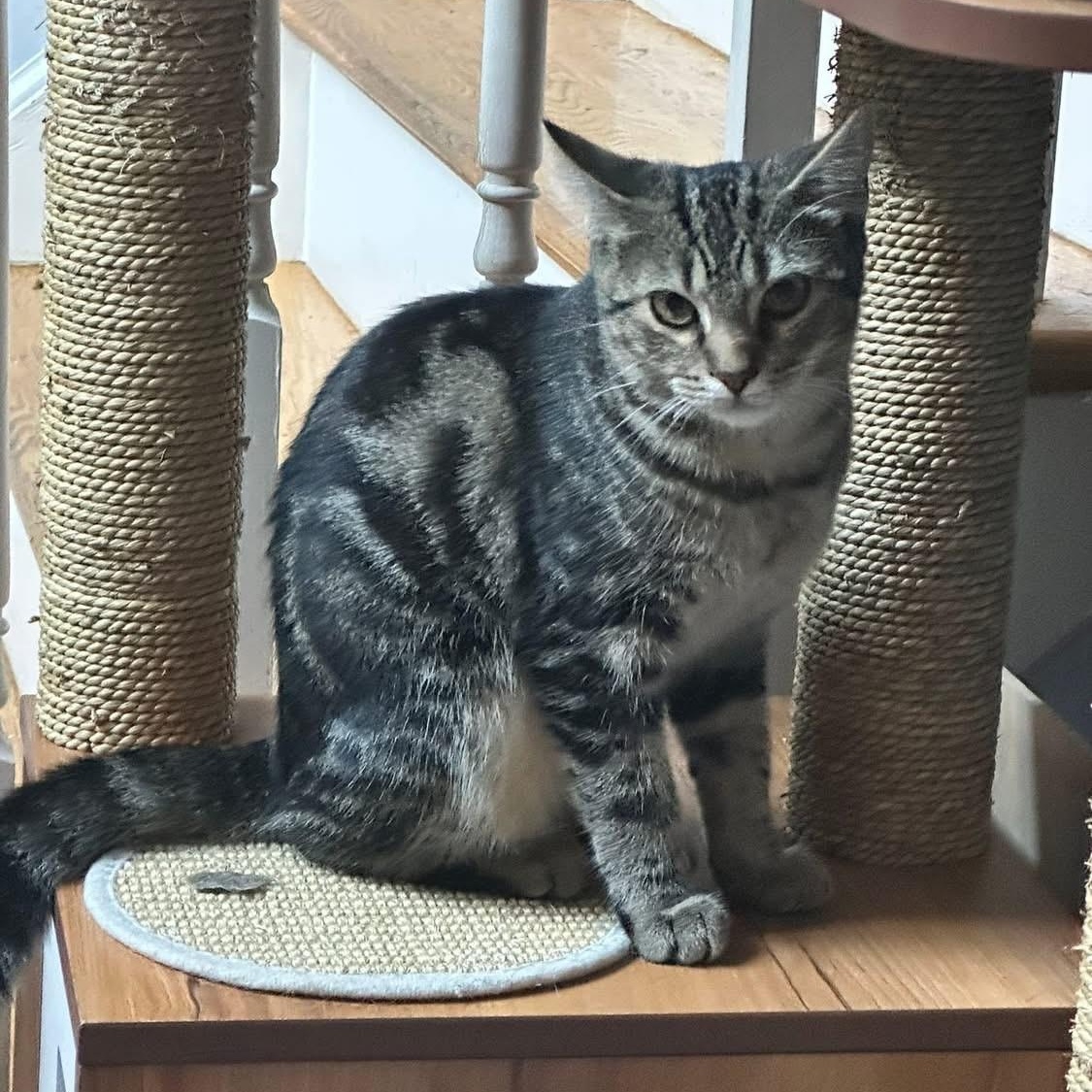 Stella (Bev-fostered in New England)